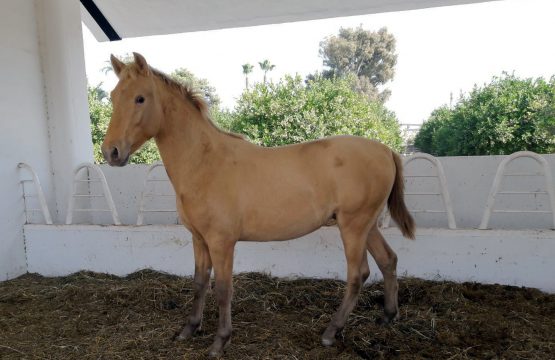 Deleitoso de Narbon (2) retocado